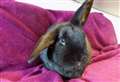 Pet of the Week: Caithness and Sutherland's Scottish SPCA looking for home for Zuri the rabbit