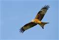 Appeal after protected red kite is shot down at Grantown