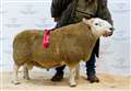 Badanloch two-shear wins top title at mart ram show
