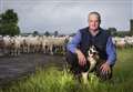 Fearn Farm's trailblazing online sheep auction attracts bids from across Britain
