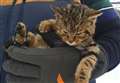 Sad end as rescued wildcat kit loses fight for life