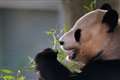 Zoo visitors in final farewell to pandas ahead of return to China