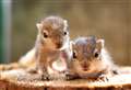 Brora based wildlife unit launches fundraising drive to build new squirrel enclosure