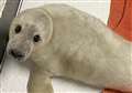 Wester Ross medics – and CalMac – throw lifeline to abandoned seal pup 