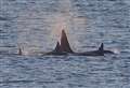 PICTURES: Moray enjoys second Killer Whale visit this week