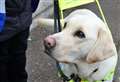 Qantas the guide dog proves his worth by saving Watten woman Caron Jones from being hit by a speeding car