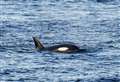 'Elated' ferry passengers were hugging and kissing after seeing eight orcas in Pentland Firth