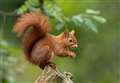 Volunteers keen to help re-home squirrels