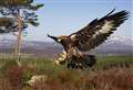 Pair arrested for allegedly disturbing golden eagle's nest in Strathspey