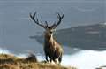 Warning for walkers as stag season starts