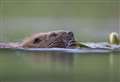 Crowdfunding appeal launched to help protect Scotland's wild beavers
