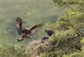 Golden eagle chick successfully reared on rewilding estate