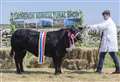 UPDATED: 98th Latheron Show hailed as biggest and best yet