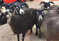 Appeal for information following theft of sheep from Highland farm 