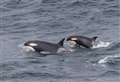 PICTURES: Three orca pods spotted off east coast 