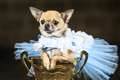 In Pictures: Small dogs dressed as big characters for Furbabies Pageant