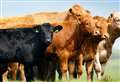 Farming: Red Meat Sector now worth £2.8 billion to the Scottish economy