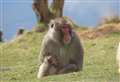 Highland search resumed for missing monkey