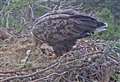 Second sea eagle chick has hatched at Strathspey nest