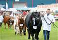 Organisers cancel Black Isle Show for second year running