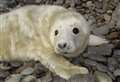 New legislation may result in seals being shot says welfare group
