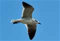 Rare gull spotted in Brora