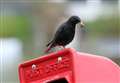 PICTURES: Starlings make their home in north-west Sutherland village post box