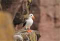 WATCH: Rare white puffin spotted on Handa Island