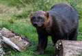 Sadness as wolverine at Highland Wildlife Park passes away 