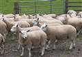 Strong entries ahead of Caithness three-day sheep fair at Quoybrae