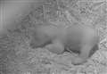 WATCH: New footage of adorable one-month-old polar bear cub at Highland Wildlife Park 