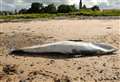 Minke whale washed up on Cromarty beach believed to have netting in its mouth