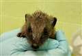 'Lookout for baby hedgehogs this autumn' plea from Scottish SPCA