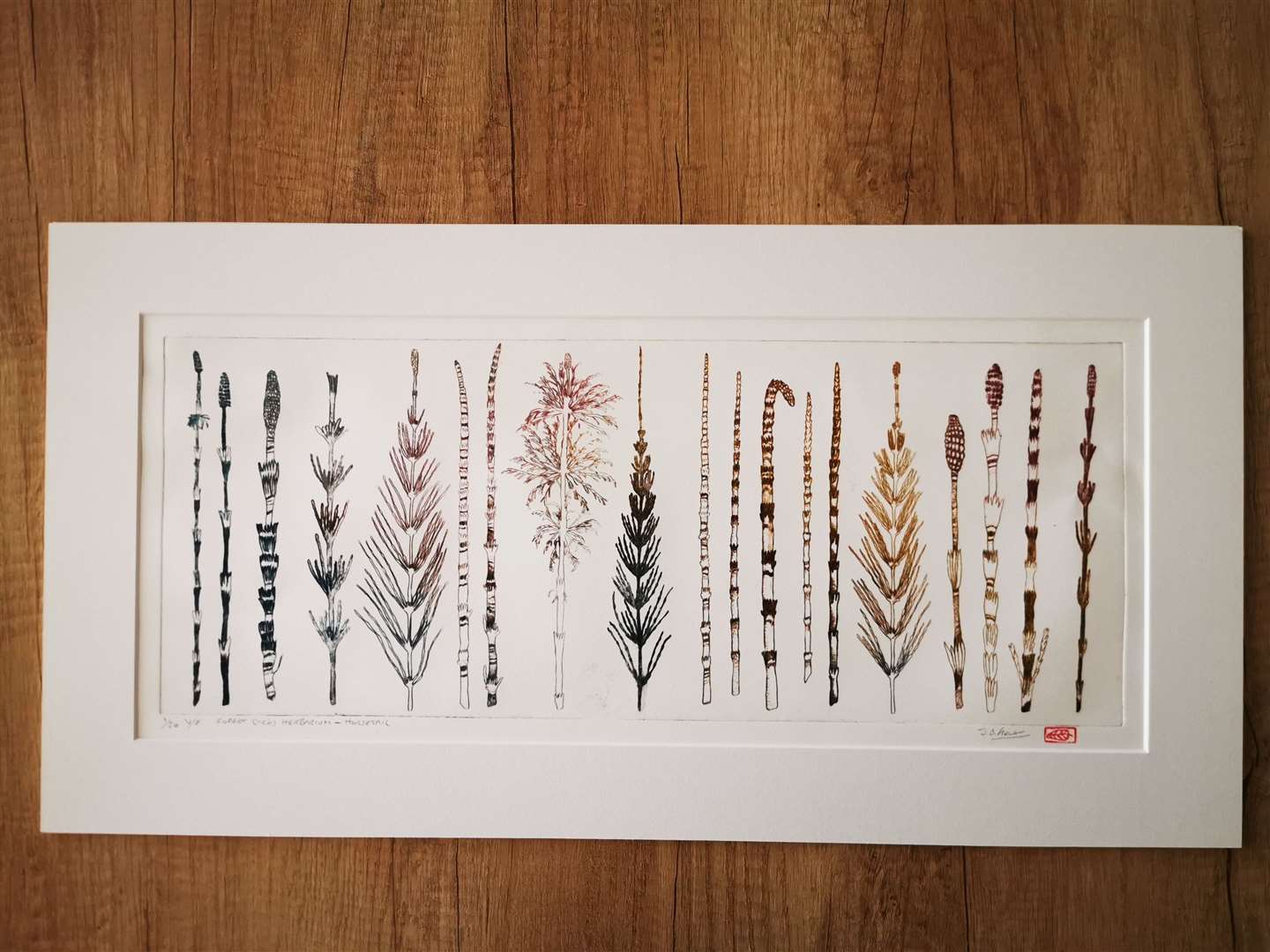 One of the artworks on show – Herbarium print by Joanne B Kaar.