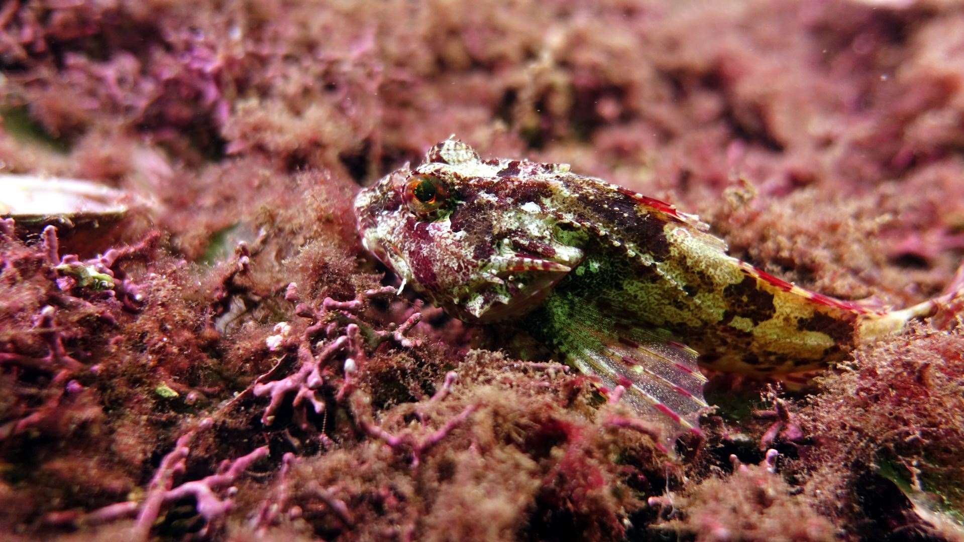Scorpion fish on maerl. Picture: Howard Wood