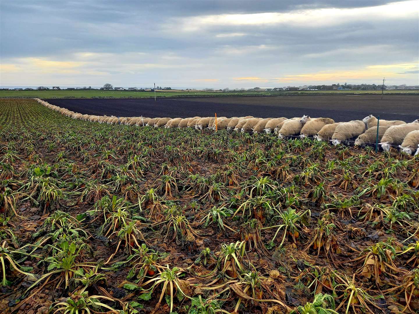 Cross ewes enjoy their daily allocation of fodder beet at Clynelish Farm.