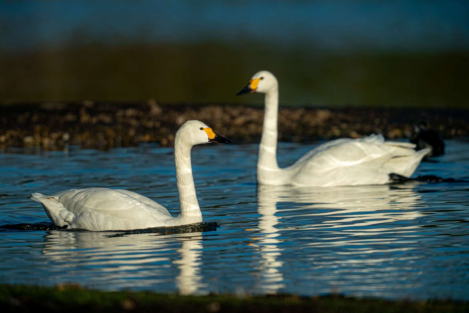 Bewick’s swans arrive at Slimbridge Wetland Centre in Gloucestershire after a 2,175-mile migration flight across Europe from nesting spots in Siberia (Ben Birchall/PA)