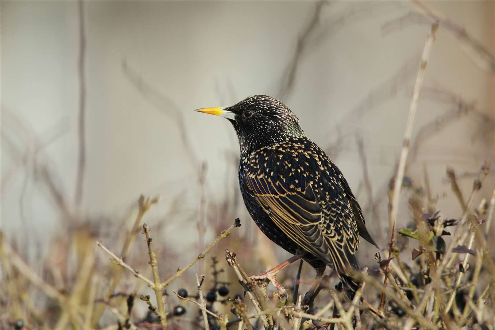 Starlings are often thought to return to the same place when nesting.
