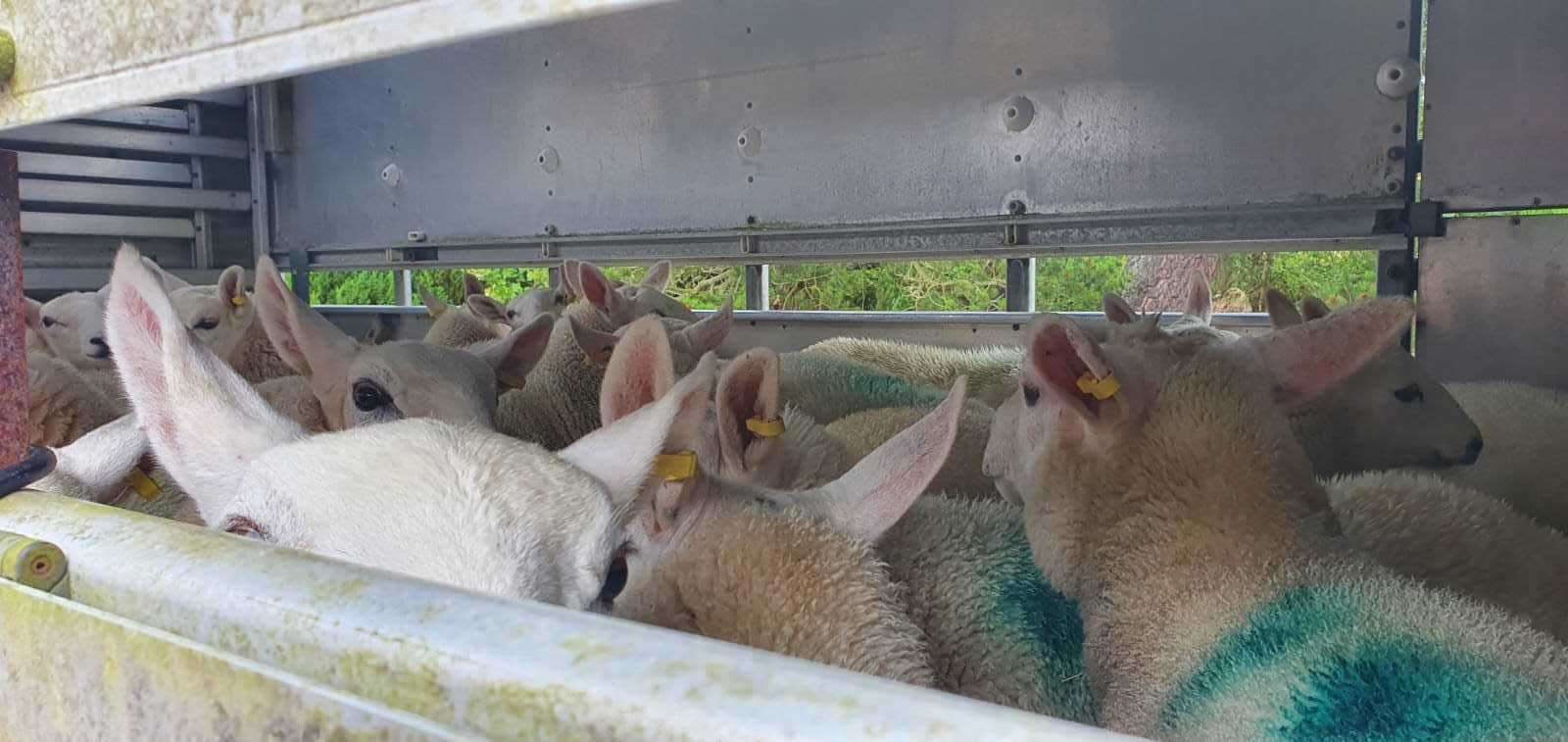 Some of Russell Smith's lambs on their way to market.