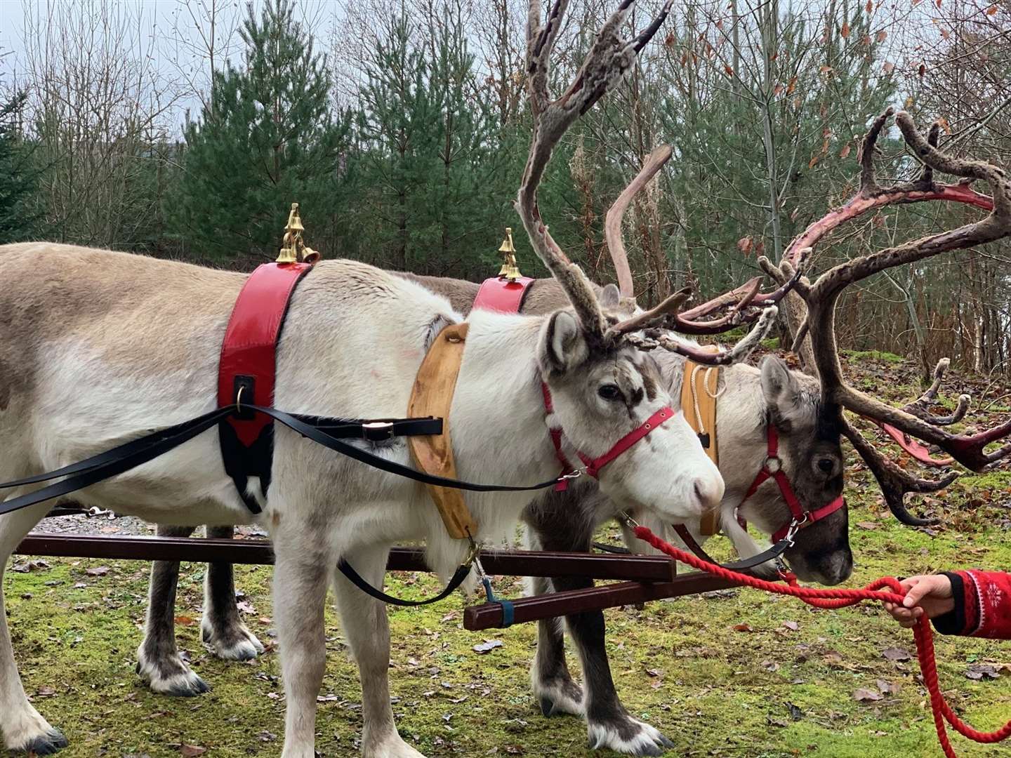 The reindeer were a major attraction.