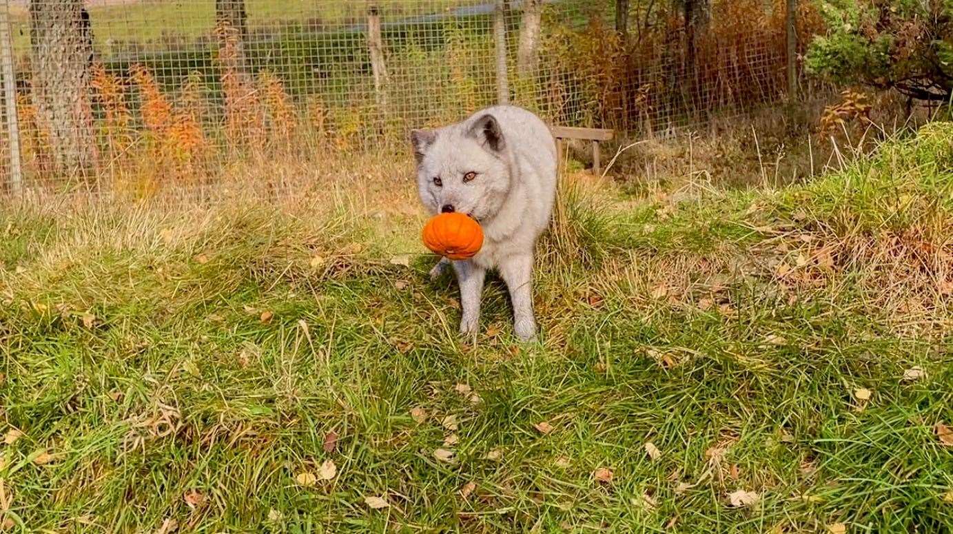 Sarah the Arctic fox claims here Halloween treat. Picture: RZSS