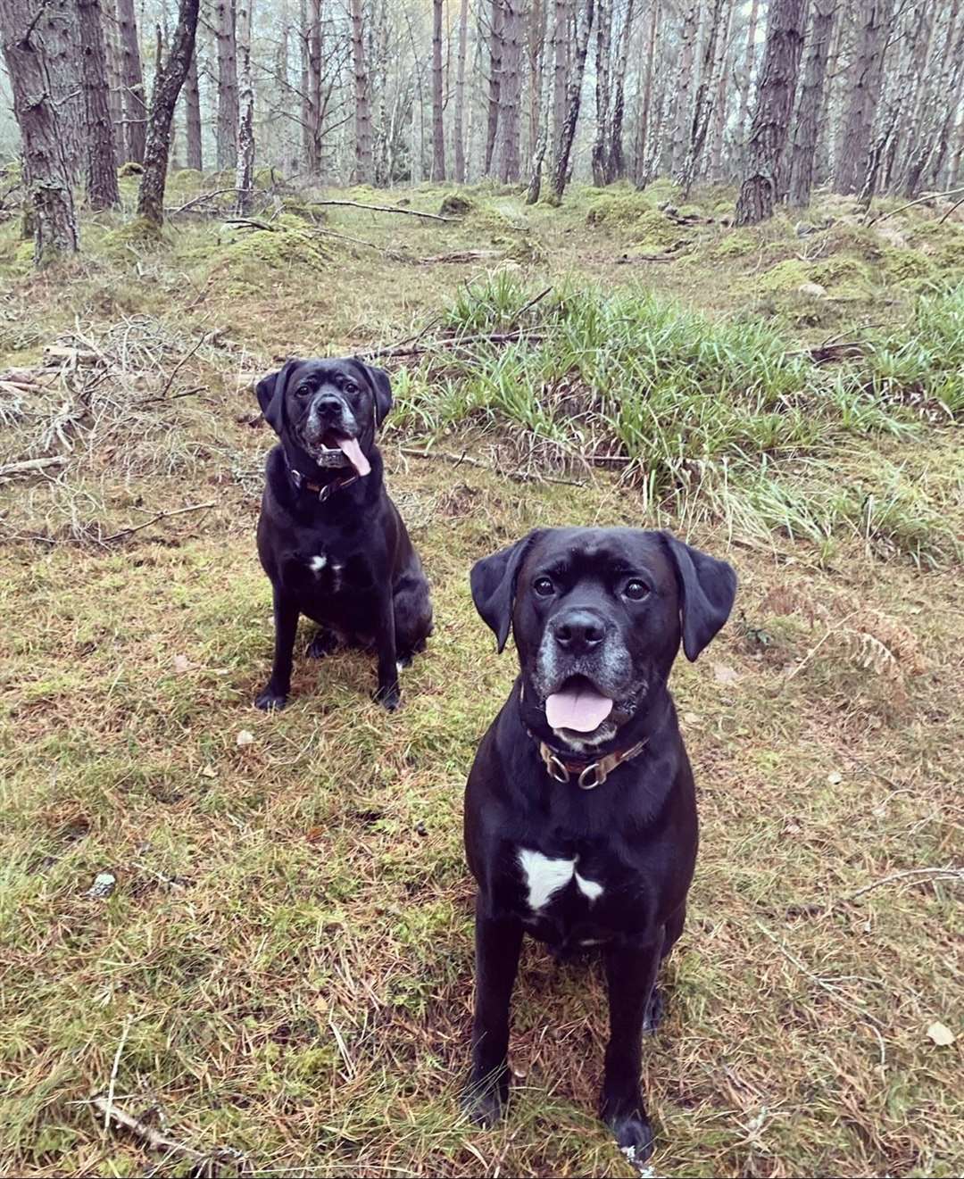 Angus and Belle owned by Kay Cameron from Forres.