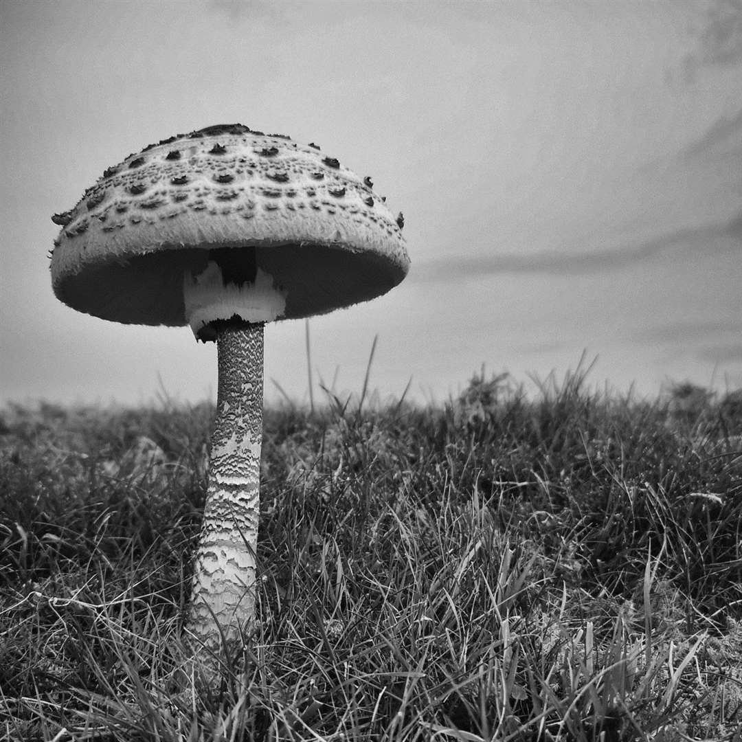 Emma Deeth from Tain came fourth in the monochrome category with her detailed shot of a mushroom.