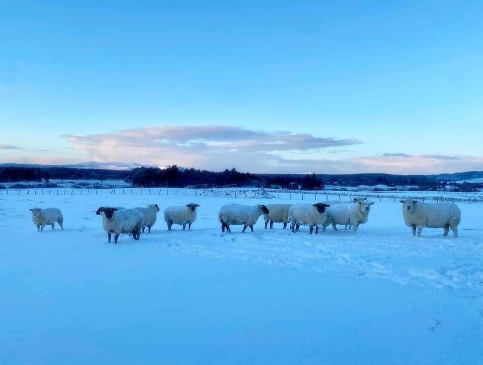 Sheep at Proncycroy, just outside Dornoch. Photo: Susan Taylor