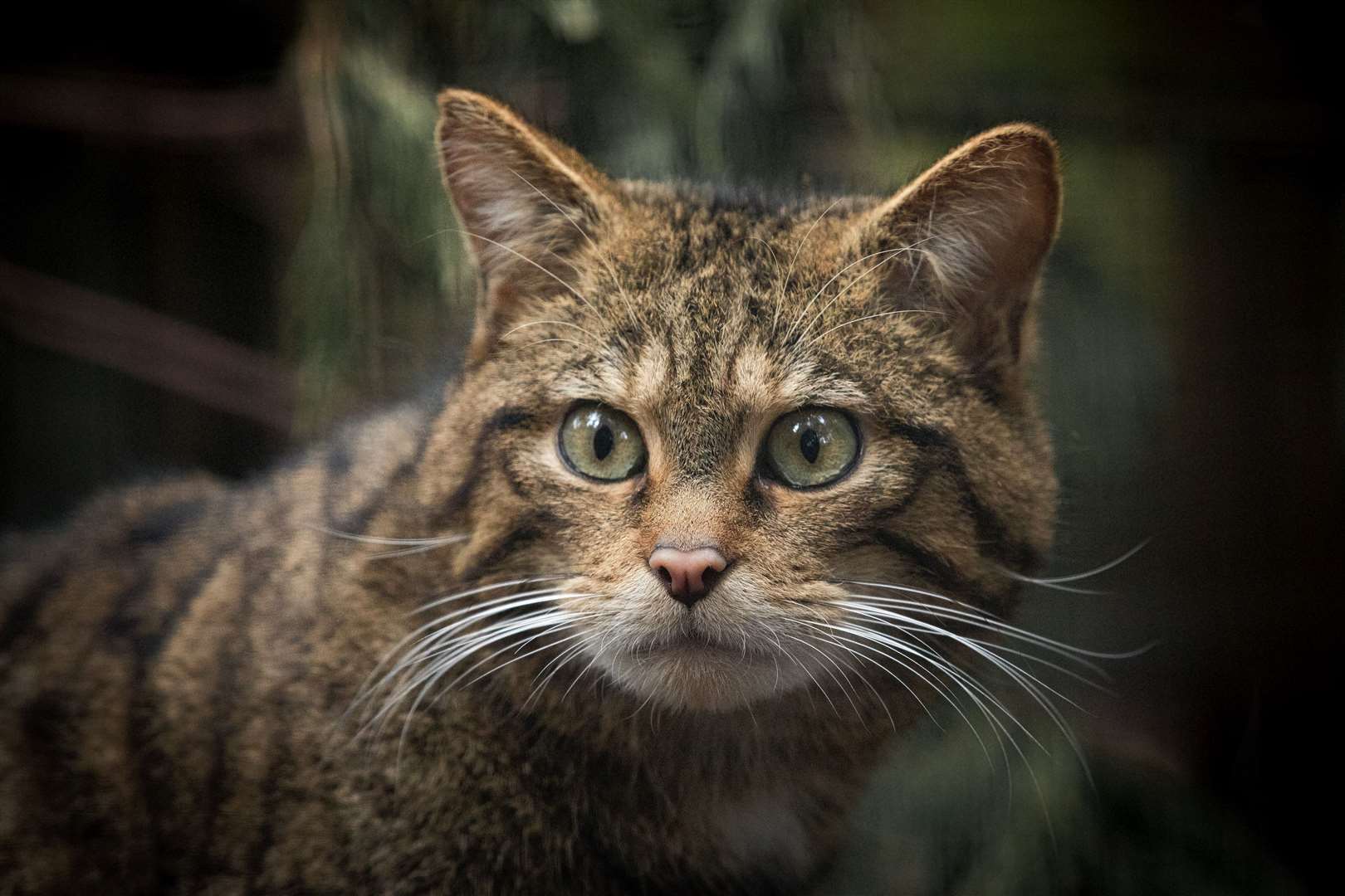 There could be as few as 200 pure Scottish wildcats remaining in the wild with hybridisation with domestic cats the main cause of their decline.