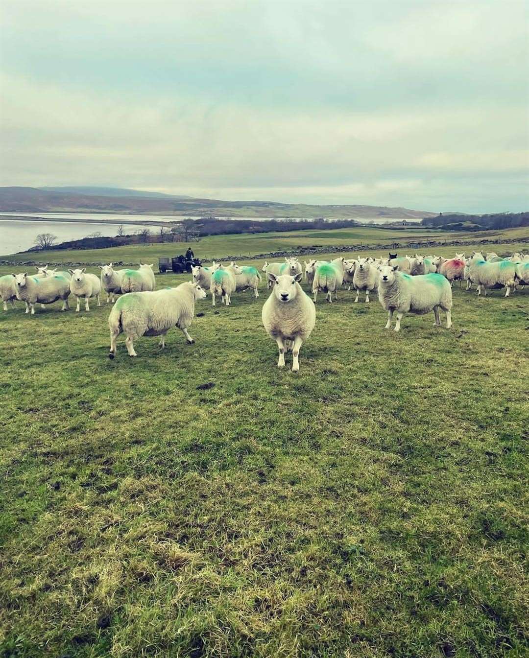 Ross Robertson ran a flock of 200 North Country Cheviot sheep on the 62-hectare Tongue Mains Farm, but sold all his lambs this year.