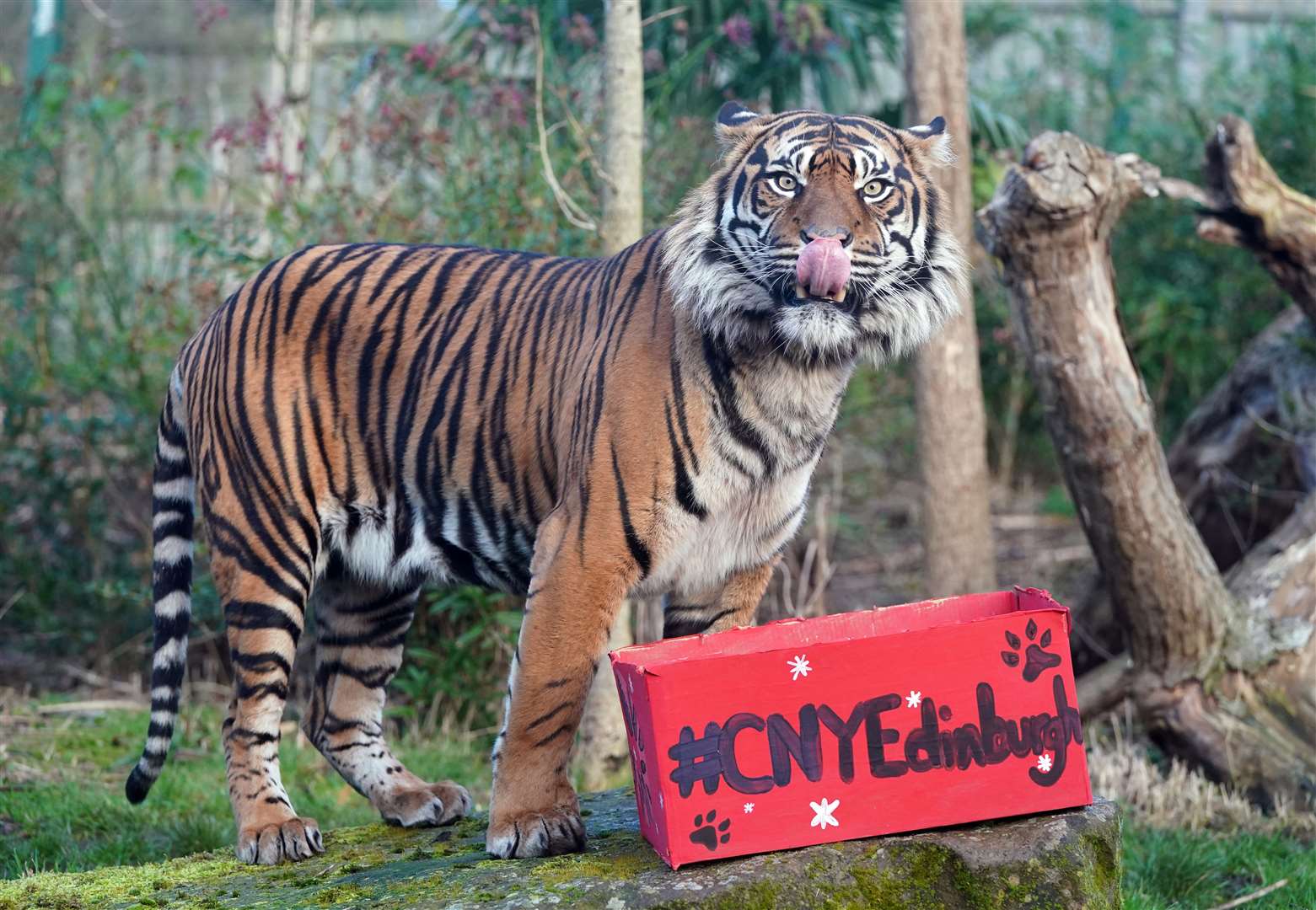 Luca, one of Edinburgh Zoo’s critically endangered Sumatran tigers is given an enrichment box from the city’s Chinese New Year Festival (Andrew Milligan/PA)