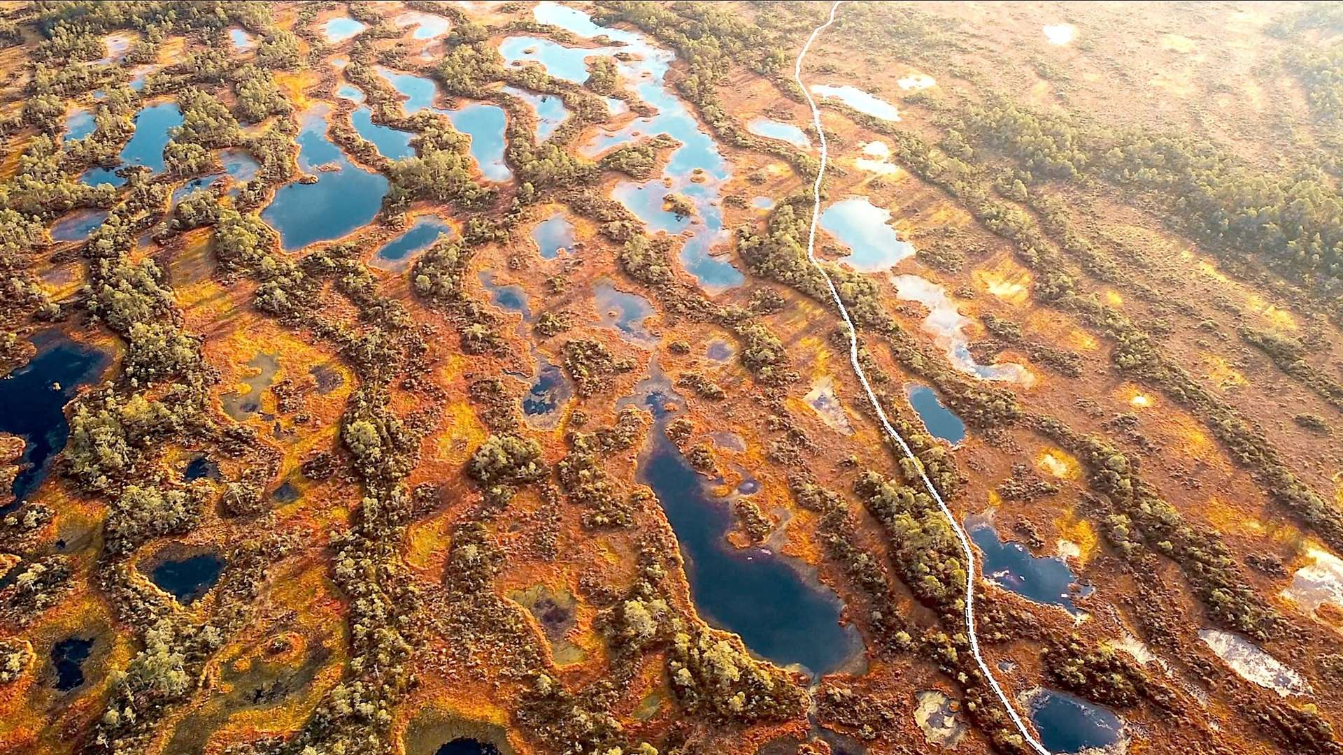 Still image taken from The Dreaming Bog. The filmaker says the peatland appears to look like a "gigantic brain" from the air.