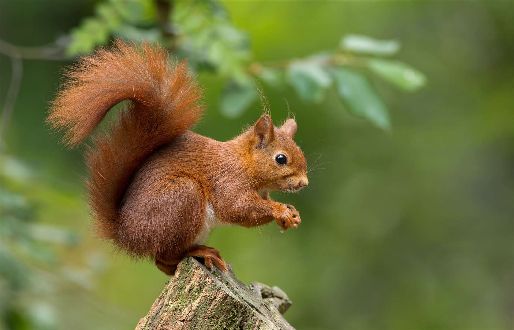 Red squirrels are thriving in the Alladale area.