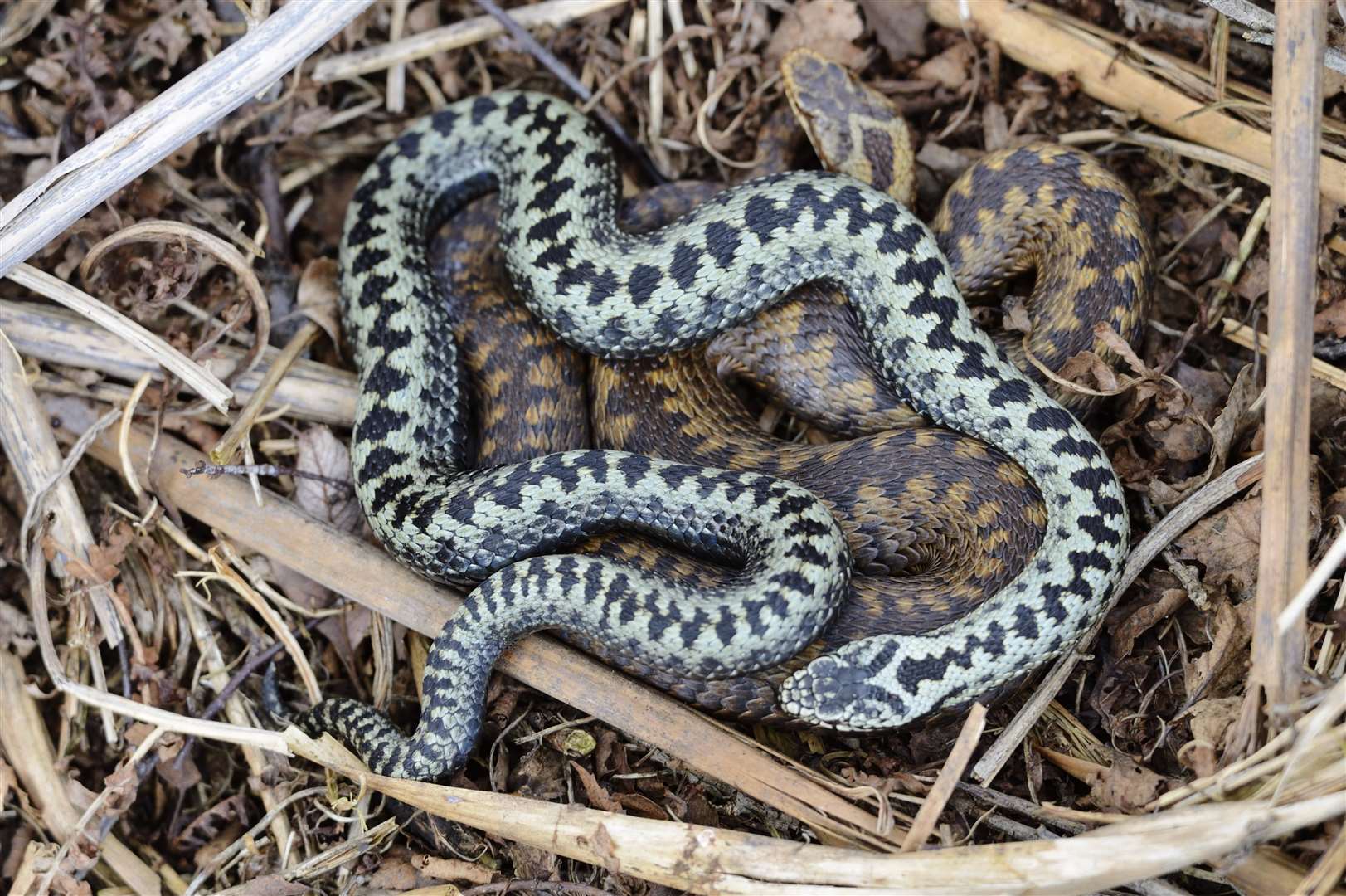 It is feared that adders might be in decline across the country. Picture: Lorne Gill/SNH